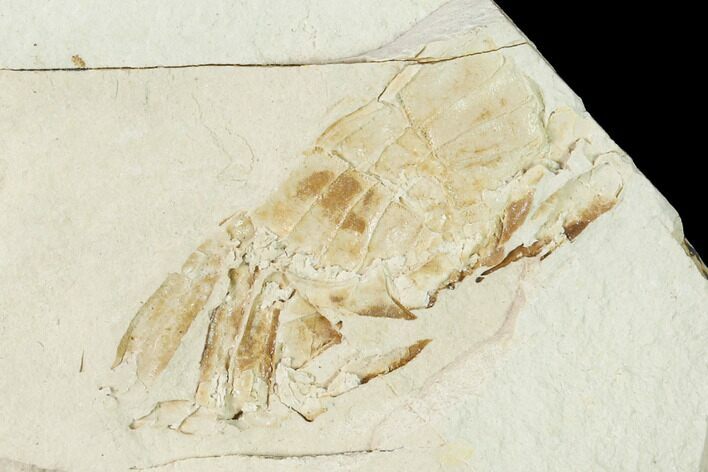 Miocene Pea Crab (Pinnixa) Fossil - California #141613